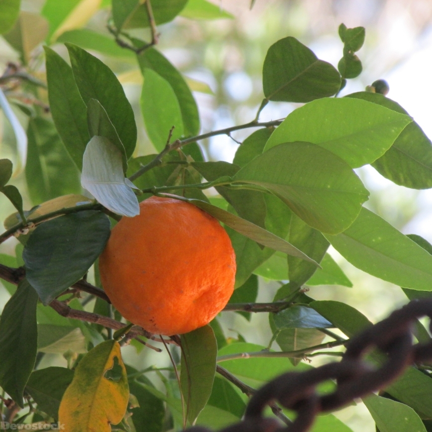 Devostock Bitter Orange Plant Orange