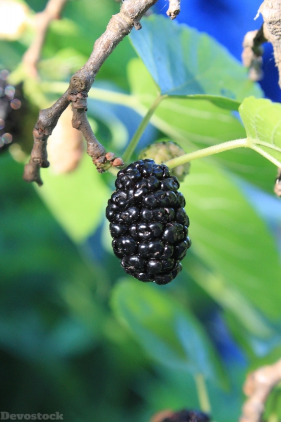 Devostock Black Fresh Morus Mulberry 0