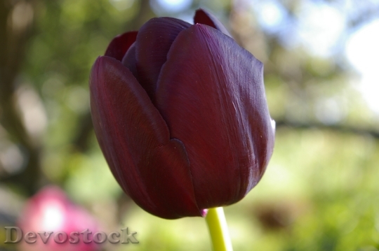 Devostock Black Tulip Flower Spring