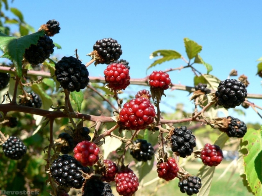 Devostock Blackberries 1