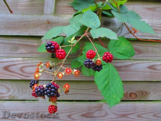 Devostock Blackberries Fruits Fruit Berries