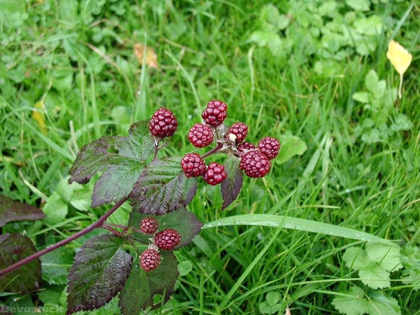 Devostock Blackberries Wild In Forest