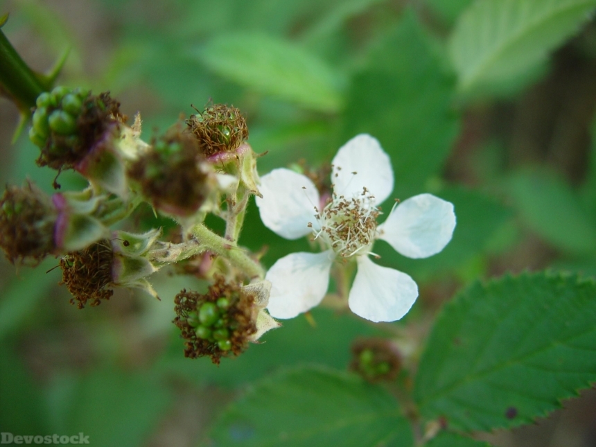 Devostock Blackberry Flowering