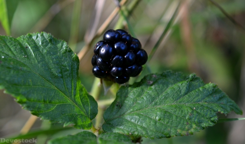 Devostock Blackberry Rubus Blackberry Leaves