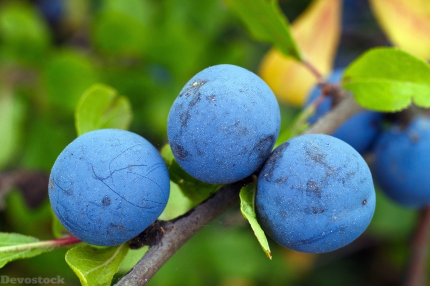 Devostock Blackthorn Berry Blue Vitamins