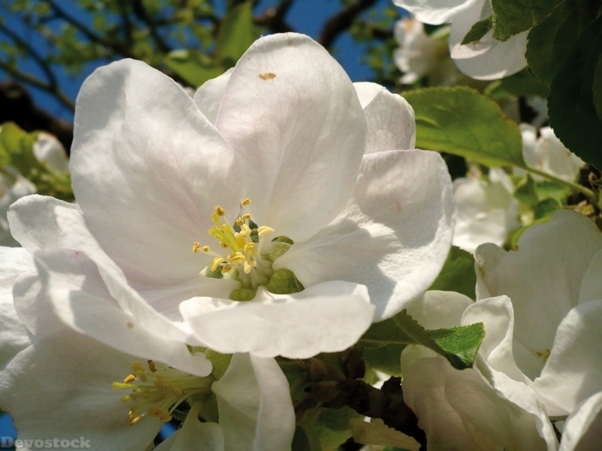 Devostock Blossom Bloom Apple Blossom 2