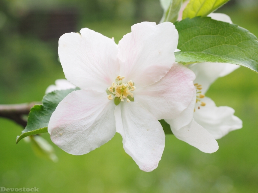 Devostock Blossom Bloom Apple Blossom 3