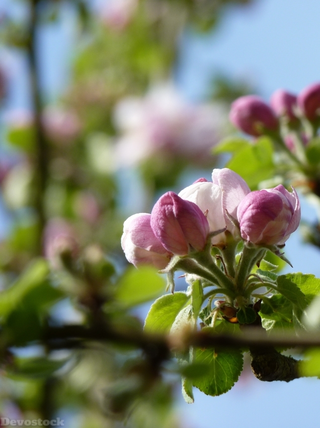Devostock Blossom Bloom Apple Close