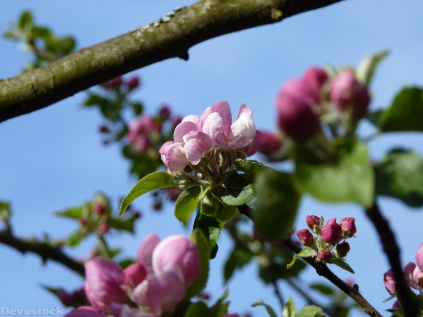 Devostock Blossom Bloom Apple Spring 0