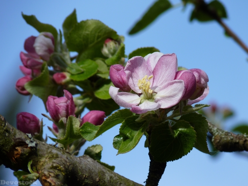 Devostock Blossom Bloom Apple Spring 1