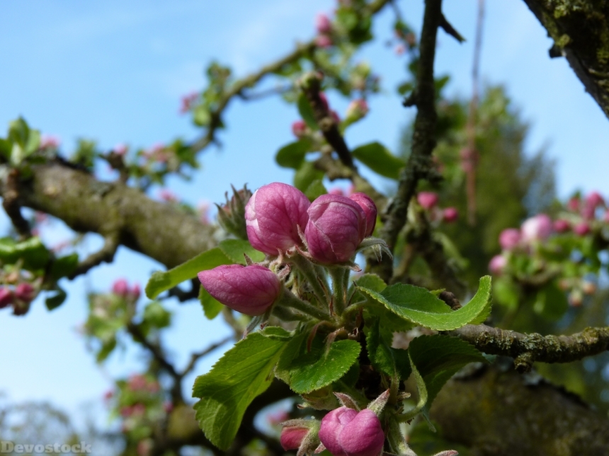 Devostock Blossom Bloom Apple Spring 3