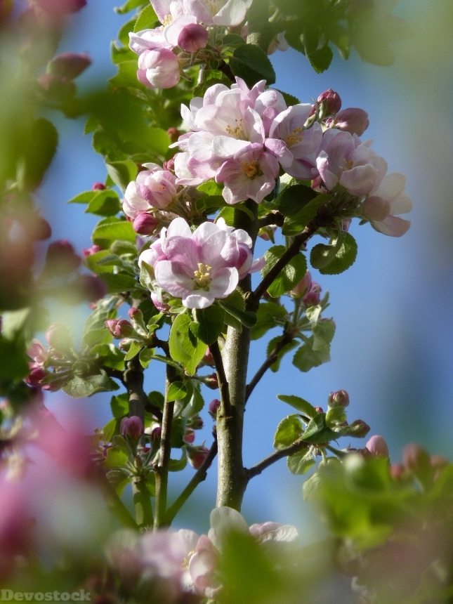 Devostock Blossom Bloom Apple Spring 5