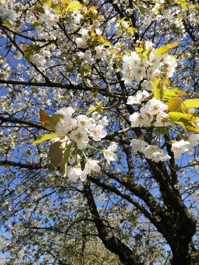 Devostock Blossom Bloom Cherries 1384461