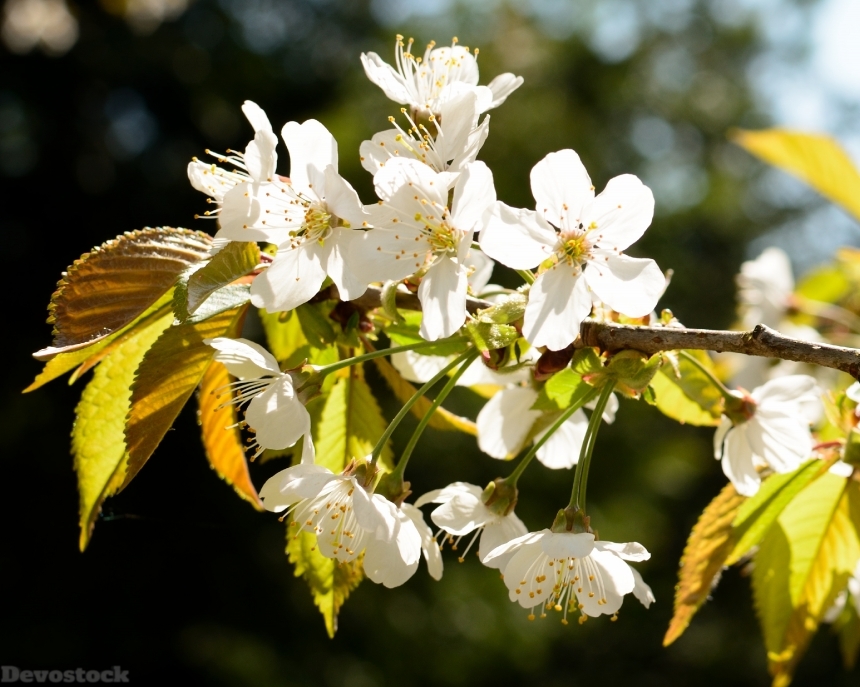 Devostock Blossom Bloom Cherry Spring 0