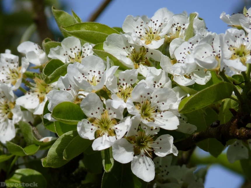 Devostock Blossom Bloom Cherry Spring