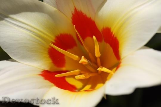 Devostock Blossom Bloom Flower Tulip