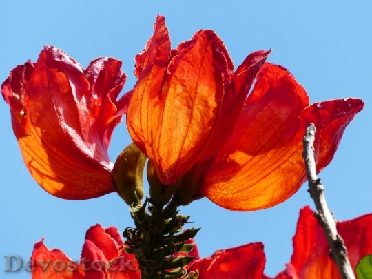 Devostock Blossom Bloom Red Tulip 0
