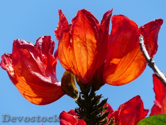 Devostock Blossom Bloom Red Tulip