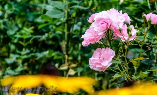 Devostock Blossom Bloom Rose Rose 0
