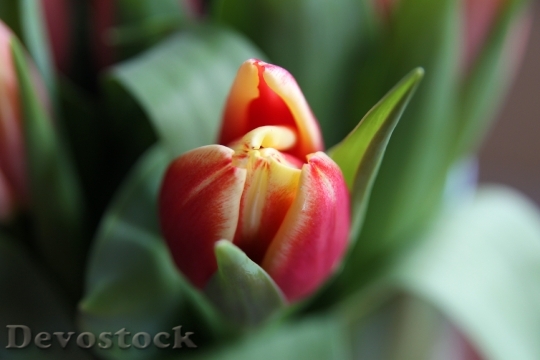Devostock Blossom Bloom Tulip Plant