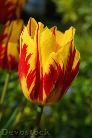 Devostock Blossom Bloom Tulip Red 0