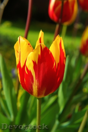 Devostock Blossom Bloom Tulip Red 1