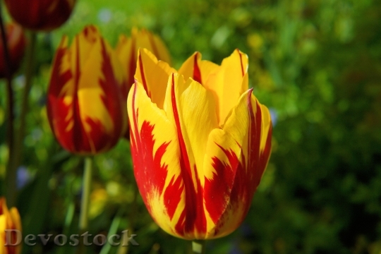 Devostock Blossom Bloom Tulip Red 3