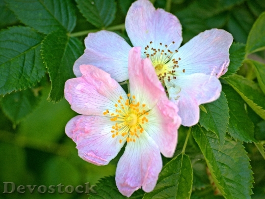Devostock Blossom Bloom Wild Rose 2