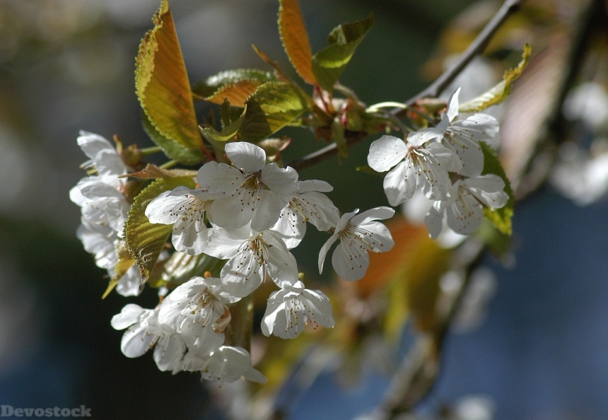 Devostock Blossom Tree Holiday Spring