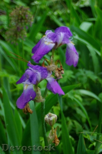 Devostock Blue Flag Iris Petals