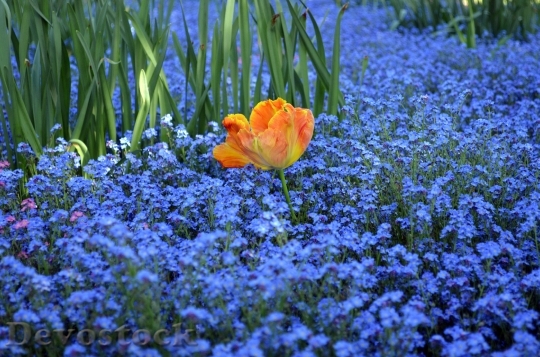 Devostock Blue Orange Green Tulip