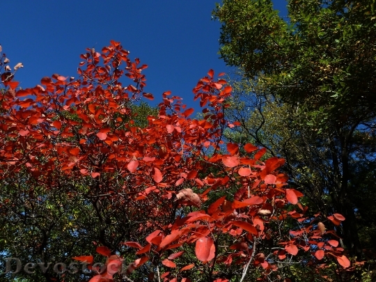Devostock Blue Sky Red Leaves