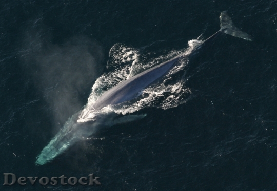 Devostock Blue Whale Ocean Mammal
