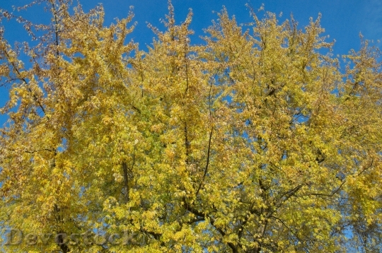 Devostock Blue Yellow Autumn Tree