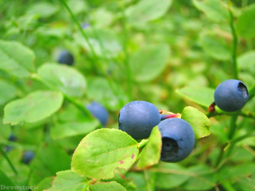Devostock Blueberries Growing Close View