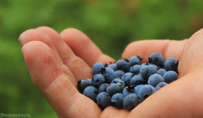 Devostock Blueberries Harvest Collect Pick