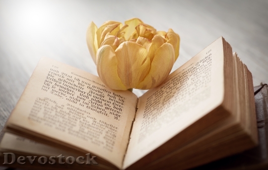 Devostock Book Font Flower Tulip