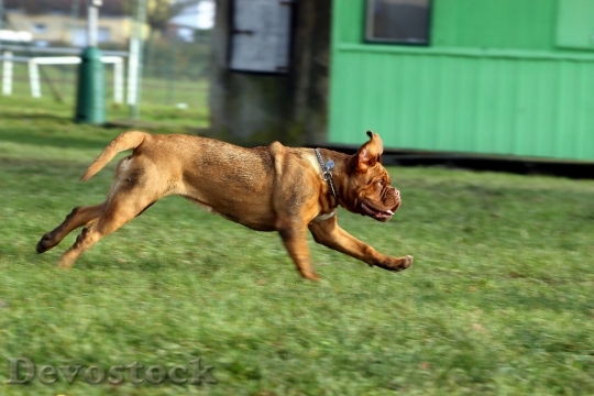 Devostock Bordeaux Mastiff Dog Animal 11