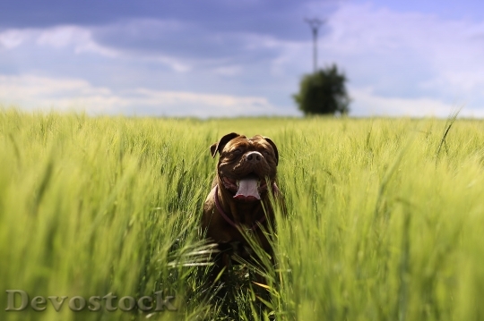 Devostock Bordeaux Mastiff Dog Animal 5