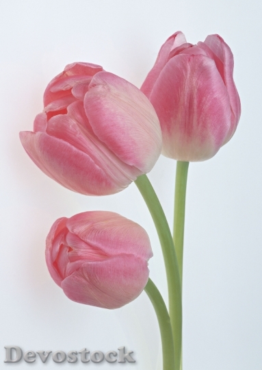 Devostock Bouquet Tulips