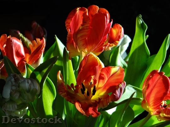 Devostock Bouquet Tulips Spring Colorful