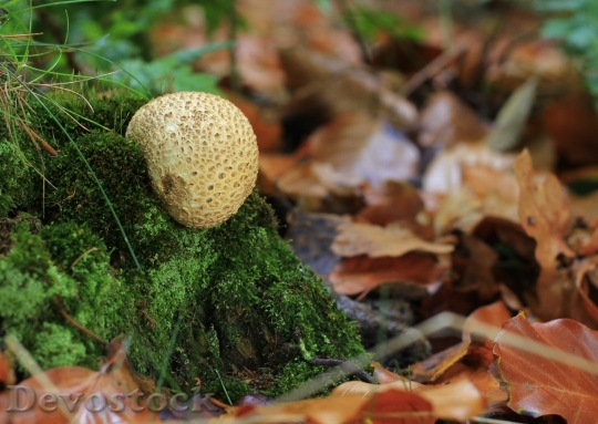 Devostock Bovist Mushroom Forest Autumn