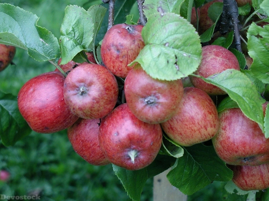 Devostock Branch Apples