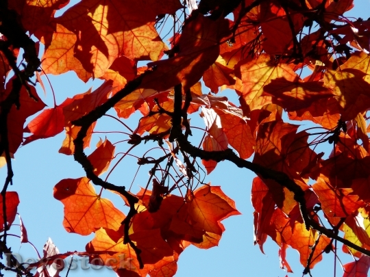 Devostock Branch Road Leaves Fall