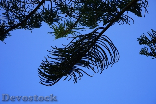 Devostock Branch Tree Needles Aesthetic