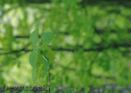 Devostock Branch With Leaves On