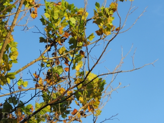 Devostock Branches Tree Leaves Autumn