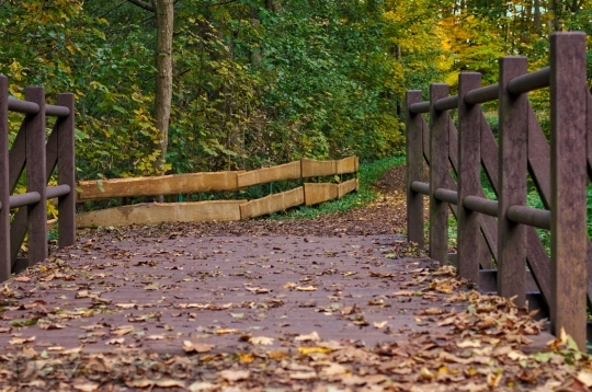 Devostock Bridge Autumn Leaves Forest
