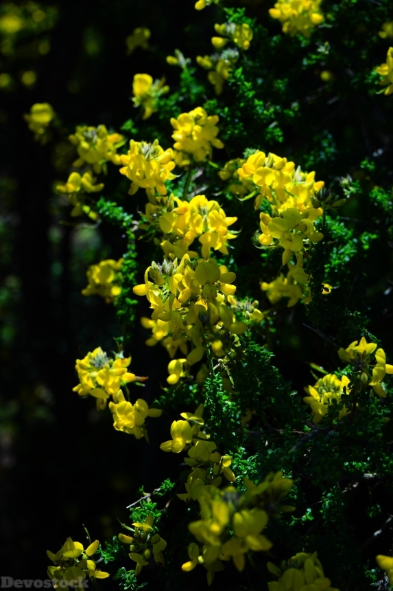 Devostock Broom Flowers Yellow 461230