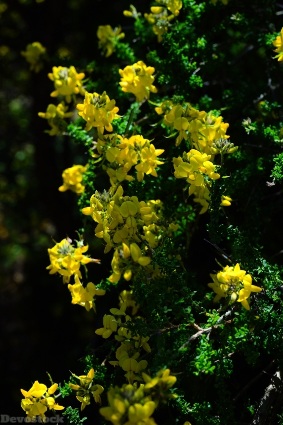 Devostock Broom Flowers Yellow 461231